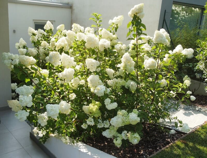 Dettaglio di un fiore curato da LS Giardini